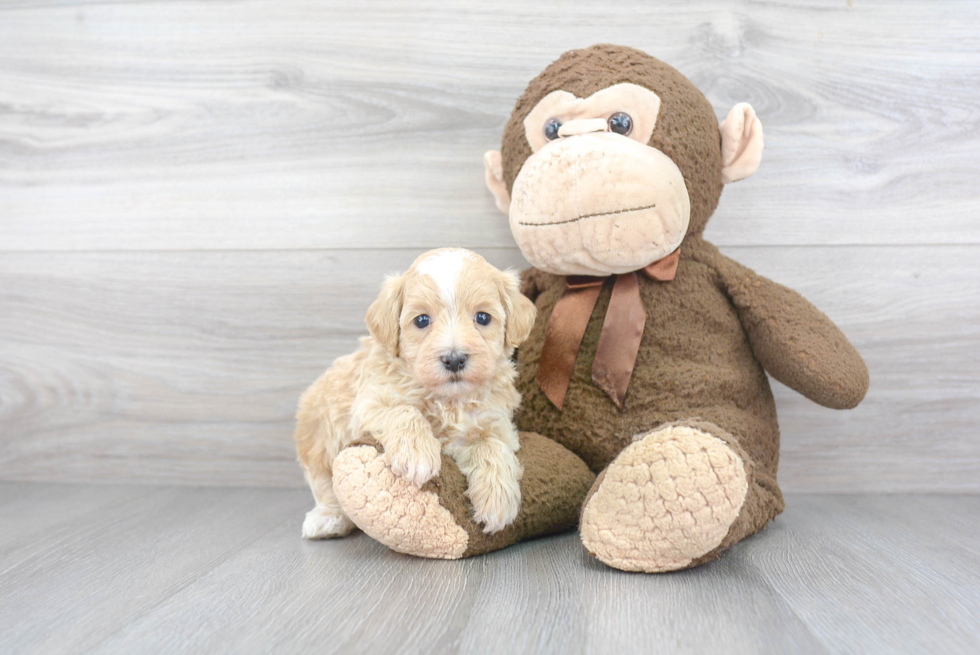 Maltipoo Puppy for Adoption