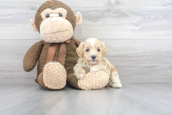 Best Maltipoo Baby