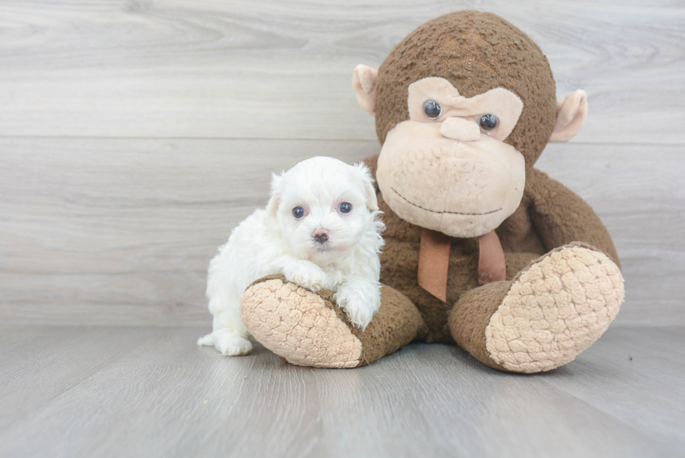 Funny Maltipoo Poodle Mix Pup