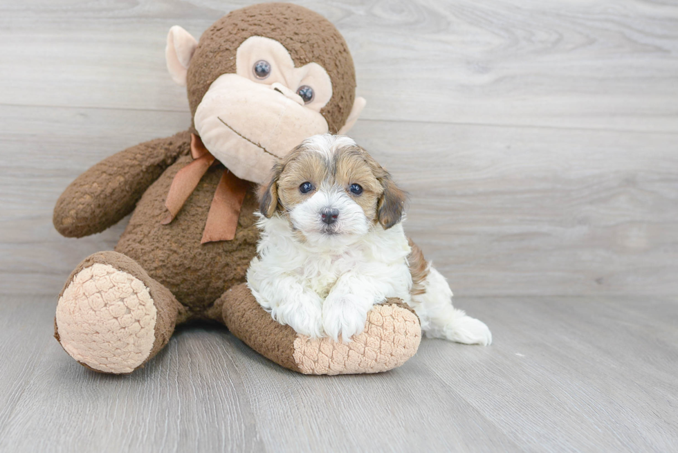 Adorable Maltepoo Poodle Mix Puppy