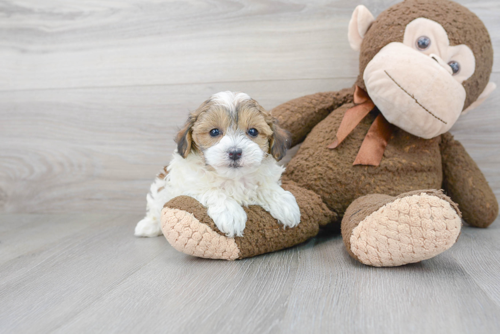 Maltipoo Pup Being Cute