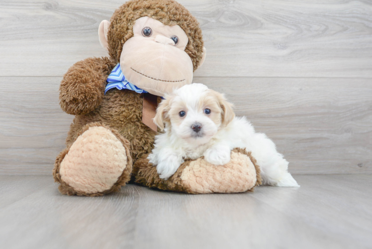 Maltipoo Puppy for Adoption