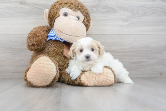 Maltipoo Puppy for Adoption