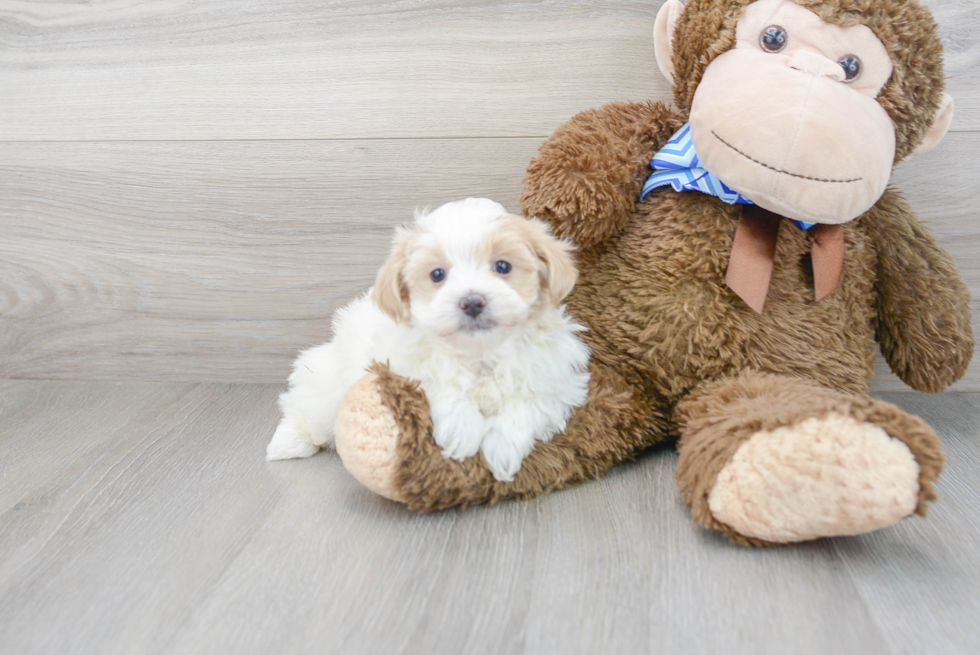 Cute Maltipoo Baby