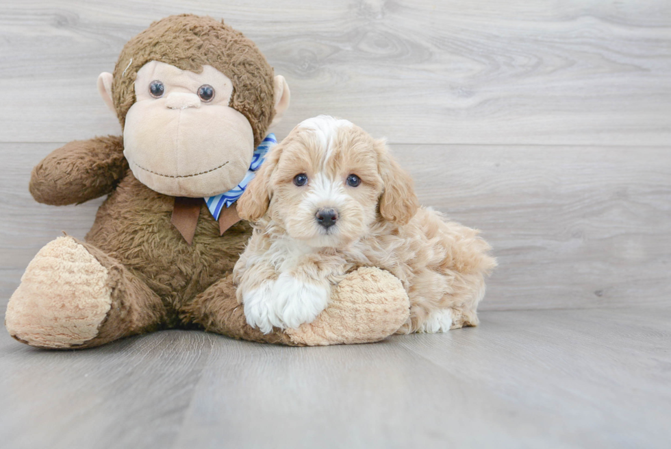 Maltipoo Pup Being Cute