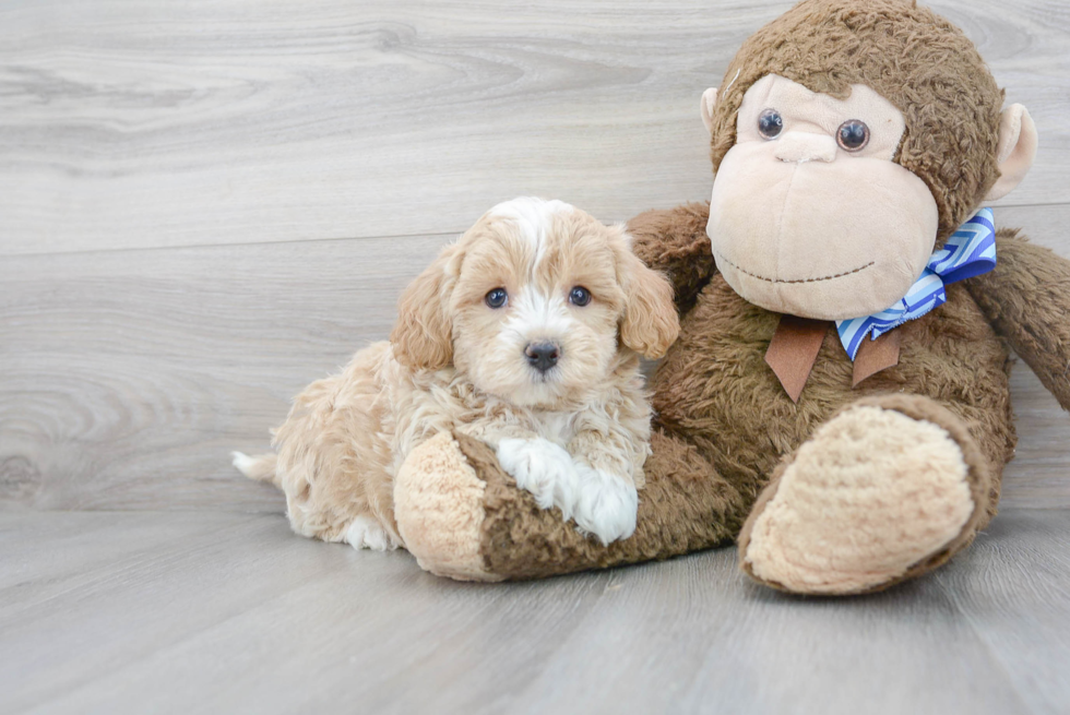 Little Maltese Poodle Poodle Mix Puppy