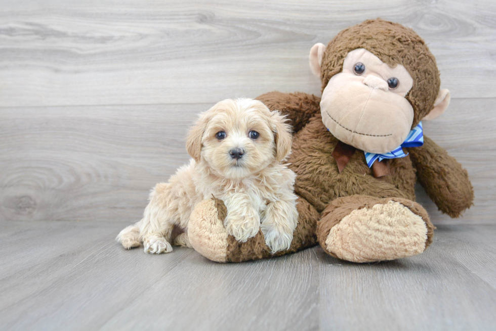 Smart Maltipoo Poodle Mix Pup