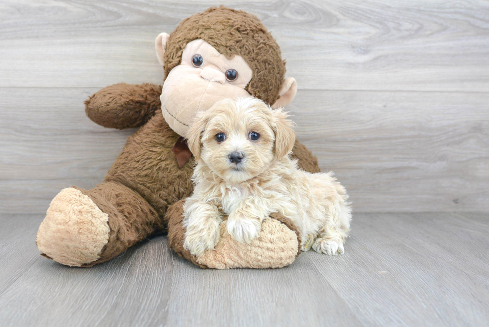 Best Maltipoo Baby