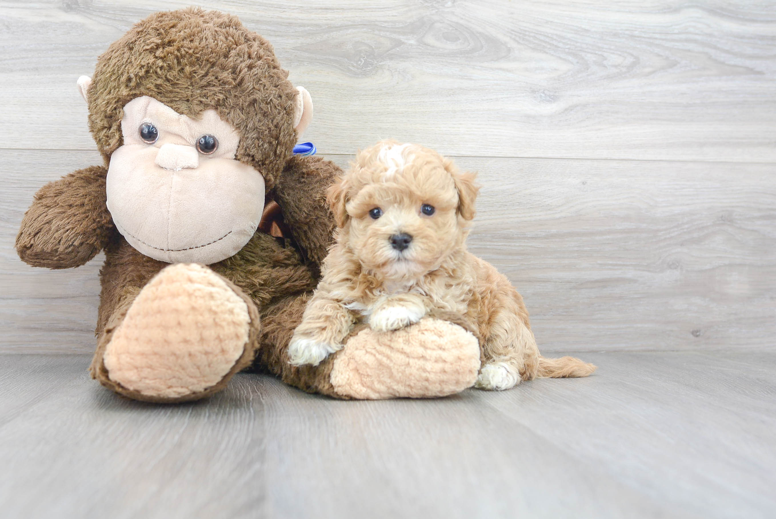 Energetic Maltepoo Poodle Mix Puppy