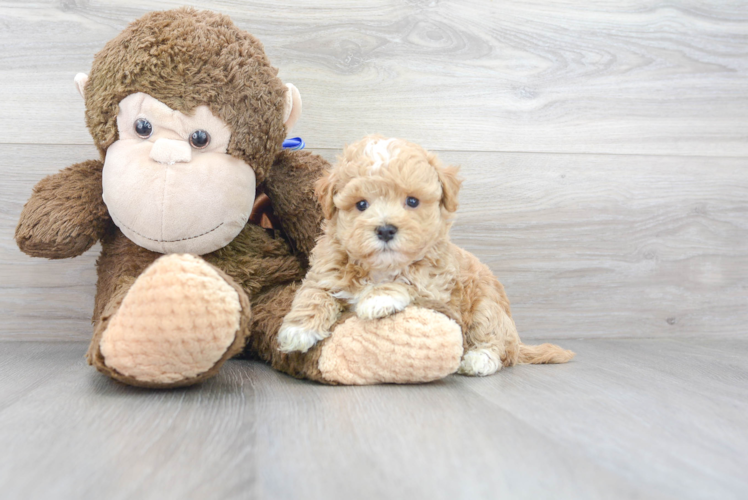 Energetic Maltepoo Poodle Mix Puppy