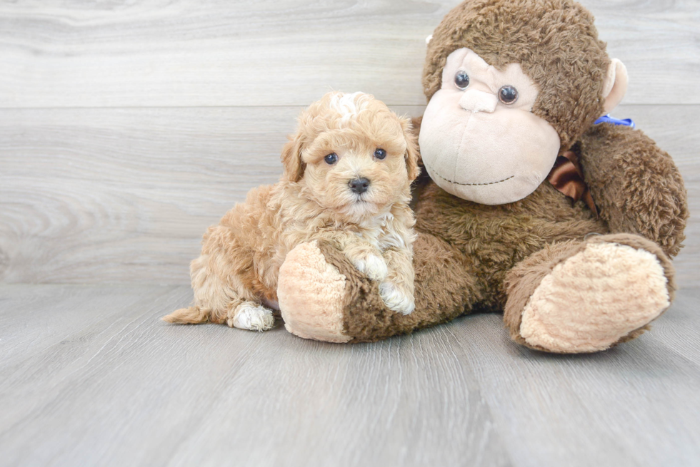 Maltipoo Puppy for Adoption