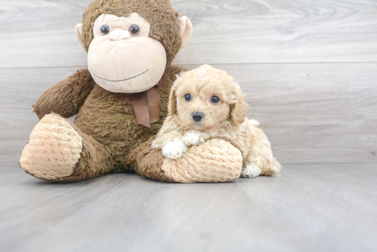 Fluffy Maltipoo Poodle Mix Pup