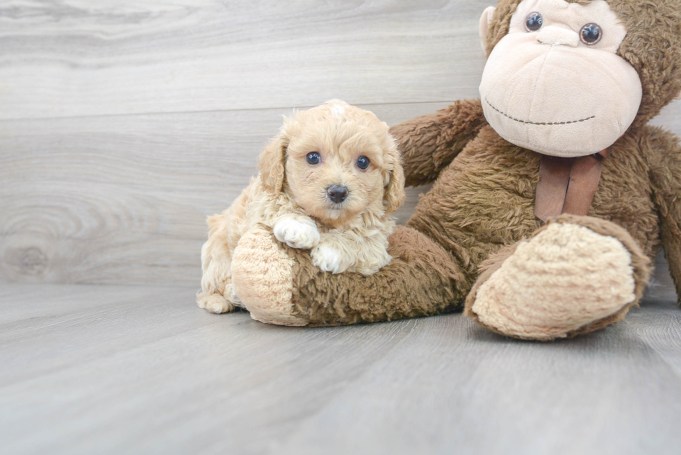 Smart Maltipoo Poodle Mix Pup