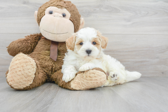 Maltipoo Pup Being Cute