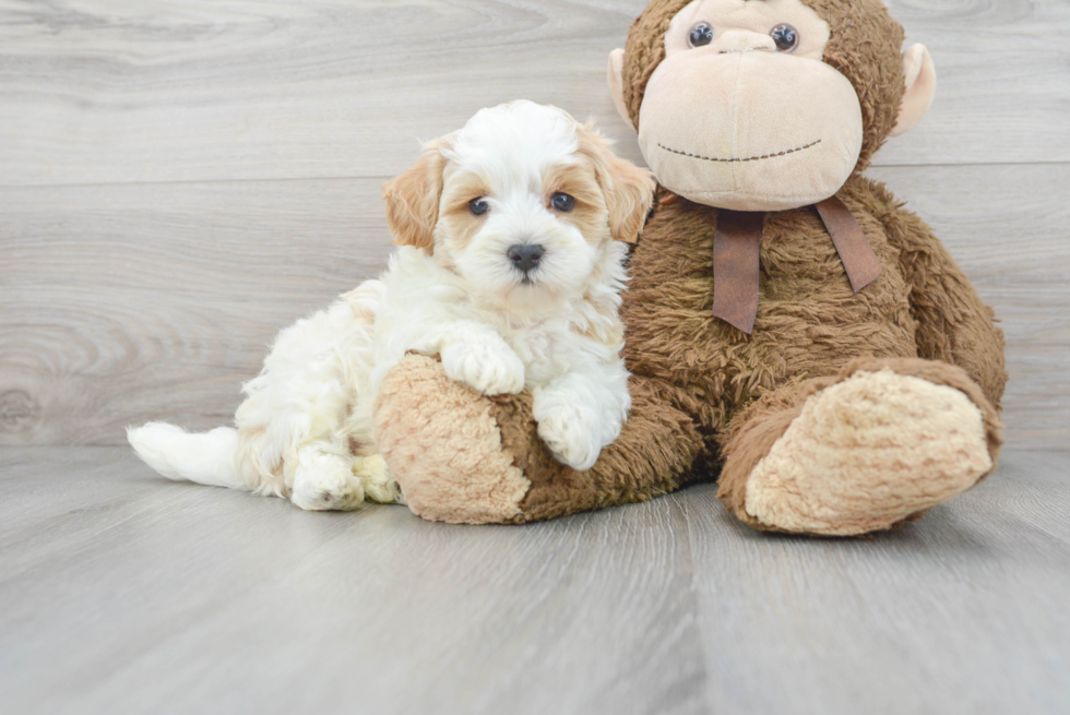 Sweet Maltipoo Baby