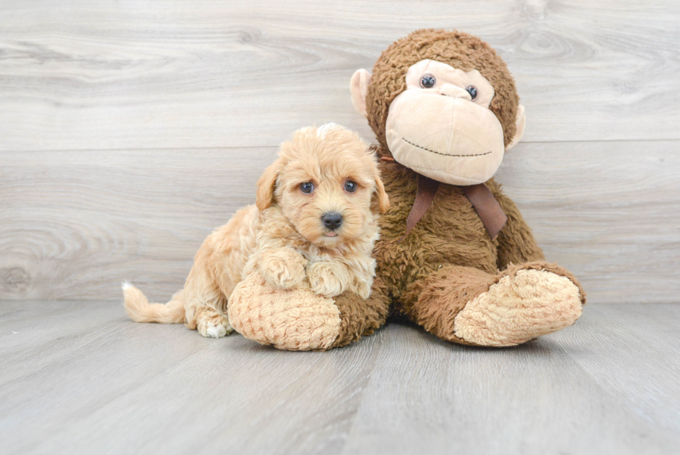 Cute Maltipoo Baby