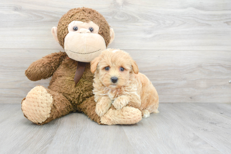 Popular Maltipoo Poodle Mix Pup