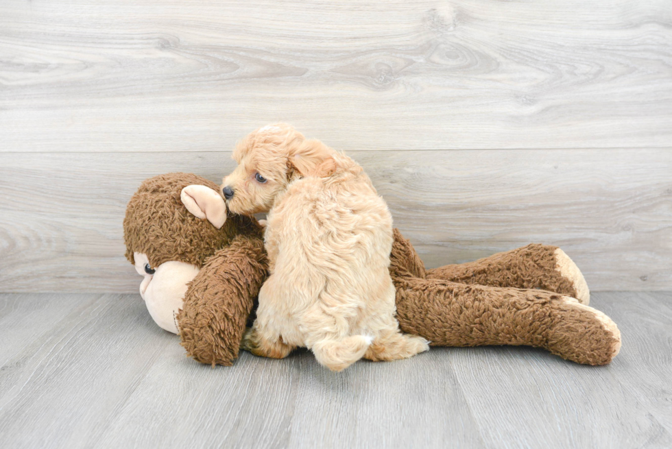 Fluffy Maltipoo Poodle Mix Pup