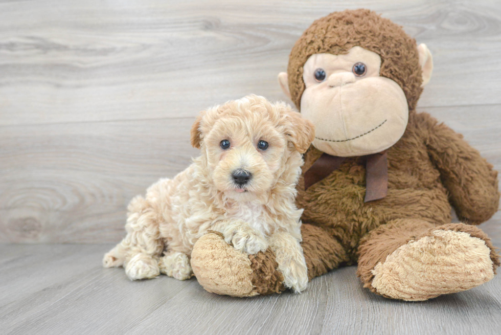 Smart Maltipoo Poodle Mix Pup