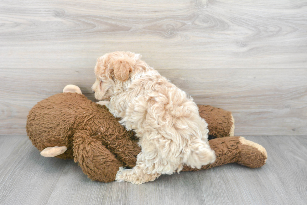 Small Maltipoo Baby