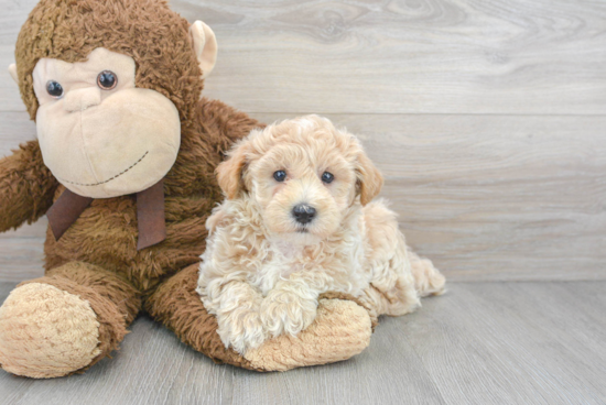 Smart Maltipoo Poodle Mix Pup