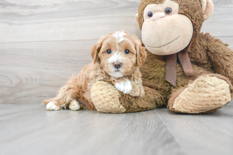 Maltipoo Puppy for Adoption