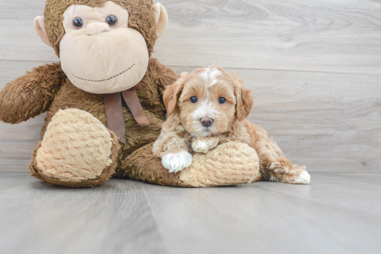 Funny Maltipoo Poodle Mix Pup