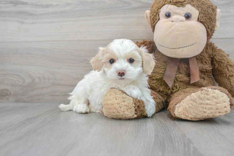 Hypoallergenic Maltepoo Poodle Mix Puppy