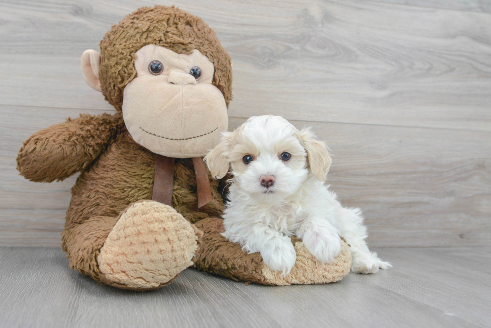 Fluffy Maltipoo Poodle Mix Pup