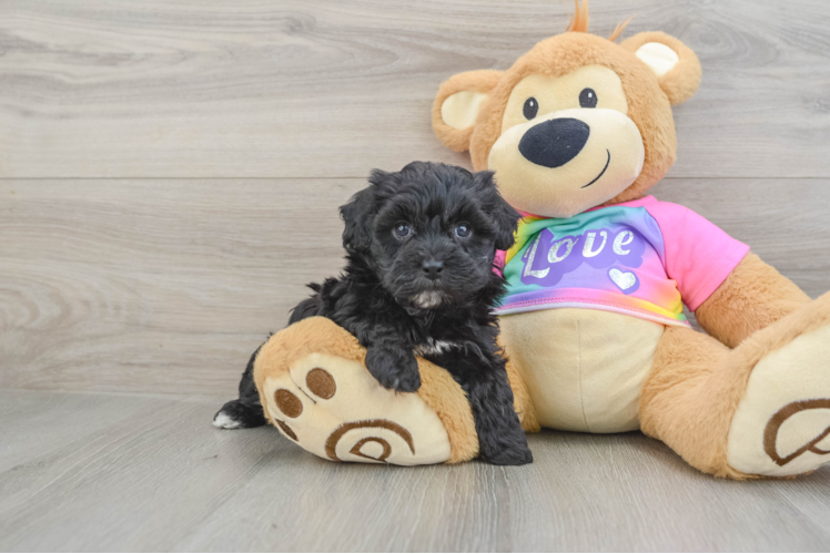 Maltipoo Puppy for Adoption