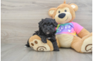 Maltipoo Puppy for Adoption