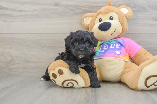 Maltipoo Puppy for Adoption