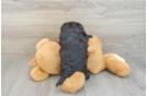 Petite Maltipoo Poodle Mix Pup