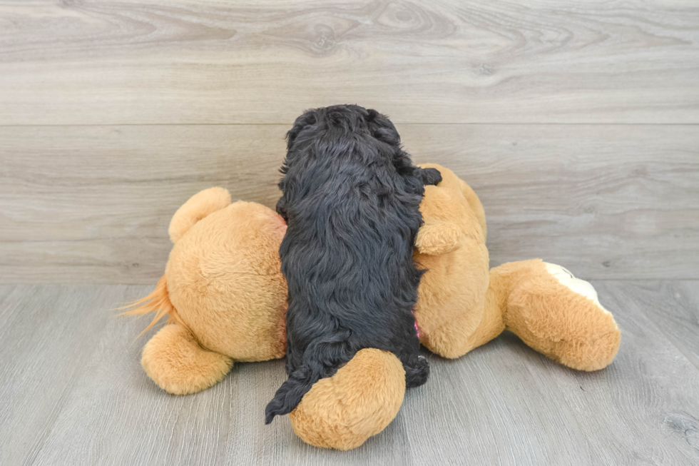 Petite Maltipoo Poodle Mix Pup
