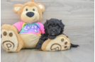 Friendly Maltipoo Baby