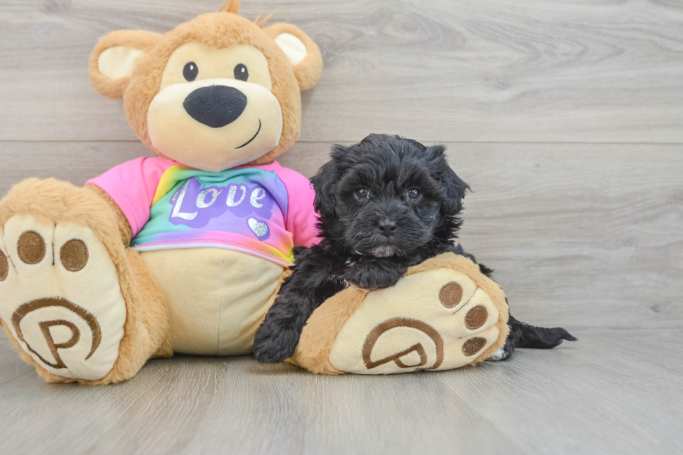 Friendly Maltipoo Baby