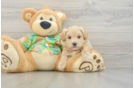 Maltipoo Pup Being Cute