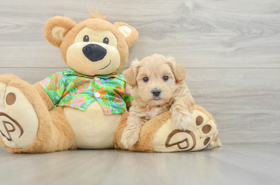 5 week old Maltipoo Puppy For Sale - Premier Pups