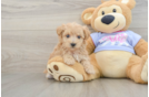 Fluffy Maltipoo Poodle Mix Pup