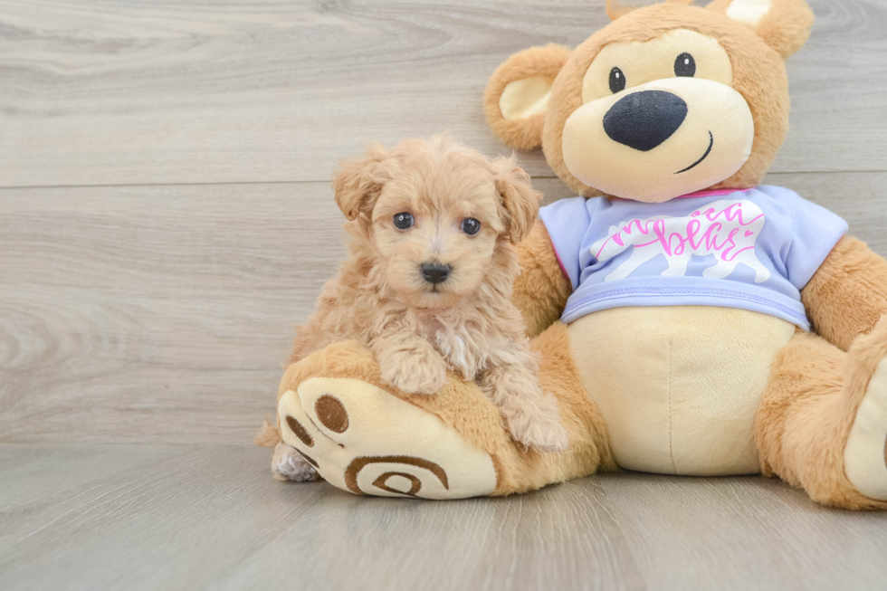 Fluffy Maltipoo Poodle Mix Pup