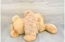 Fluffy Maltipoo Poodle Mix Pup