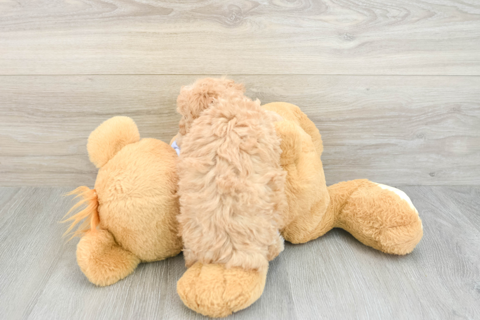 Fluffy Maltipoo Poodle Mix Pup
