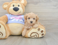 8 week old Maltipoo Puppy For Sale - Premier Pups