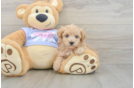 Maltipoo Puppy for Adoption