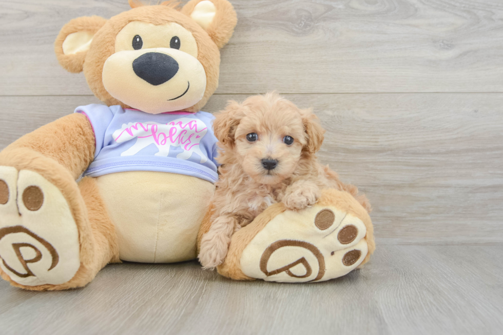 Maltipoo Puppy for Adoption