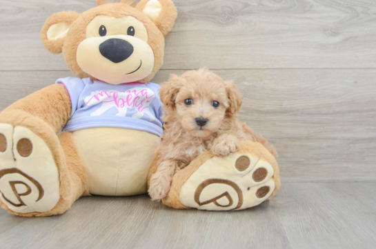 Maltipoo Puppy for Adoption