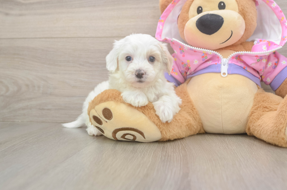 6 week old Maltipoo Puppy For Sale - Premier Pups