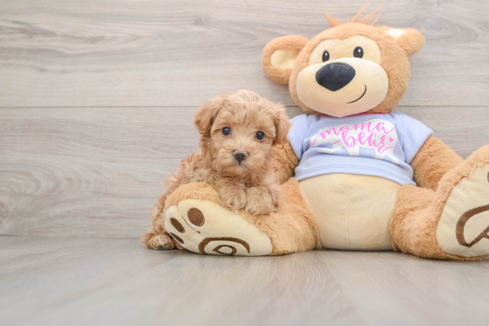 Hypoallergenic Maltese Poodle Poodle Mix Puppy