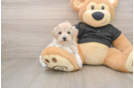 Best Maltipoo Baby