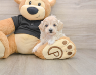 8 week old Maltipoo Puppy For Sale - Premier Pups